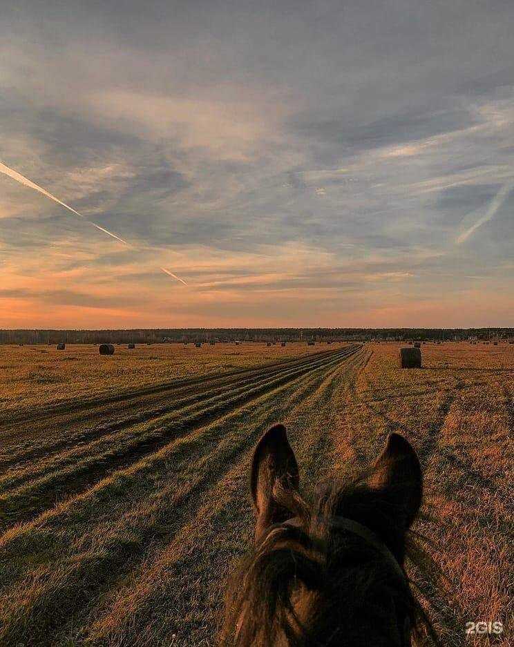 Отзывы на компанию Русичи в Томске c фото