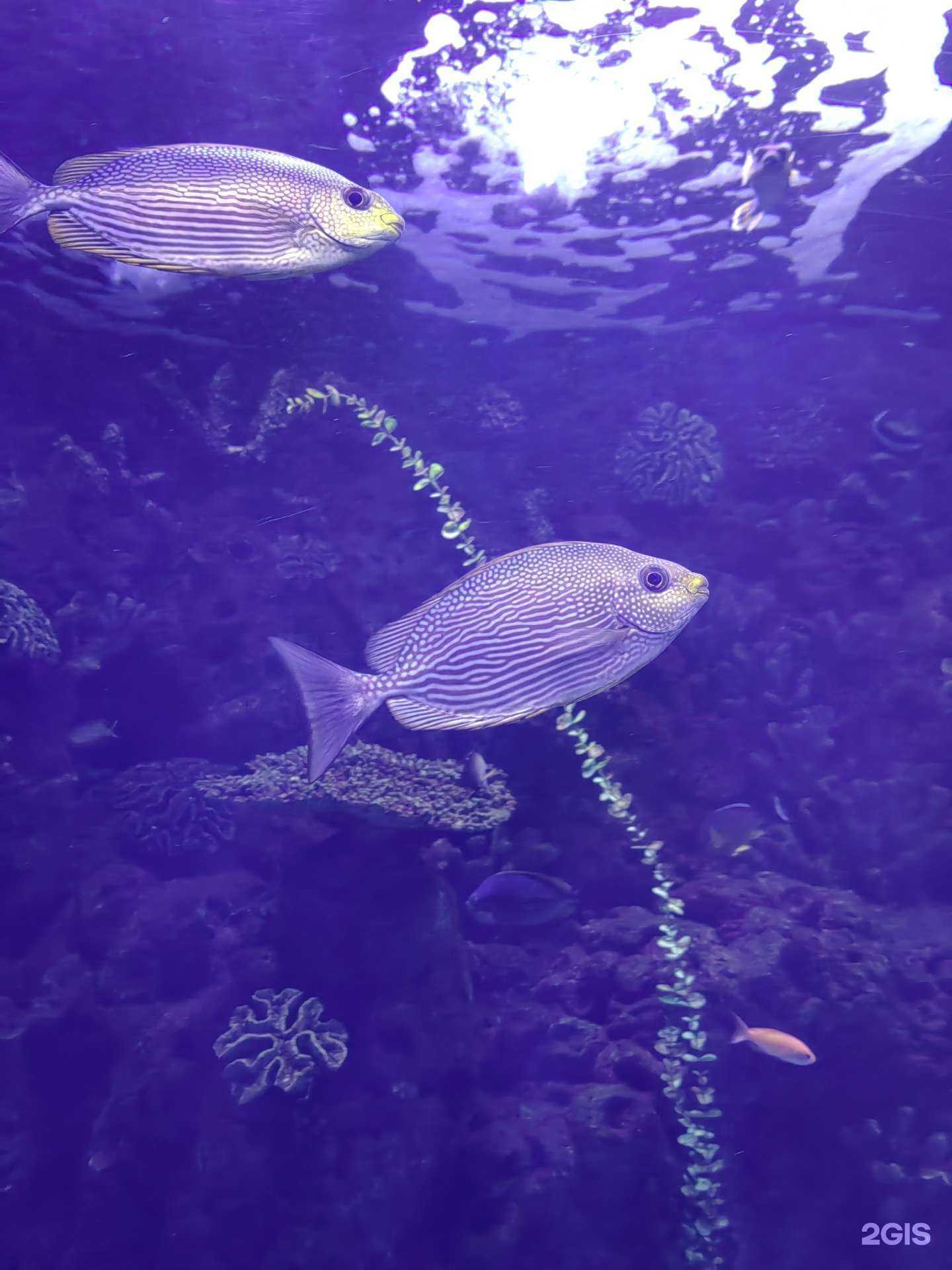 Отзывы на компанию Адлерский дельфинарий в Сочи c фото