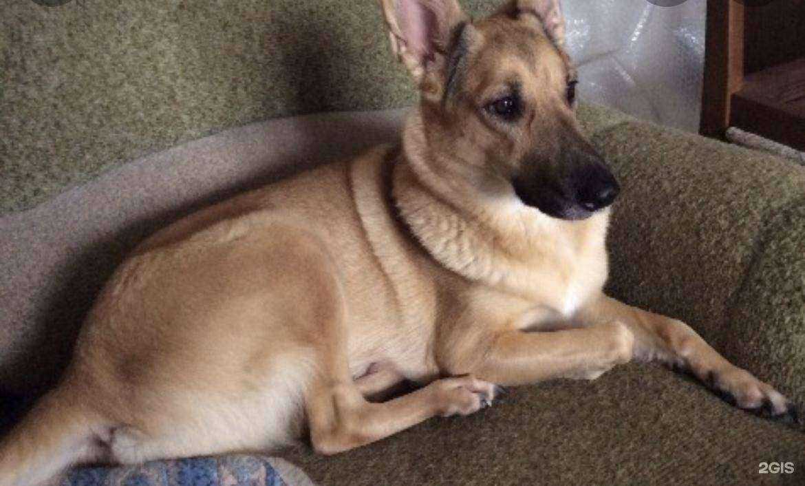 Отзывы на компанию Кошкин дом в Сызрани c фото