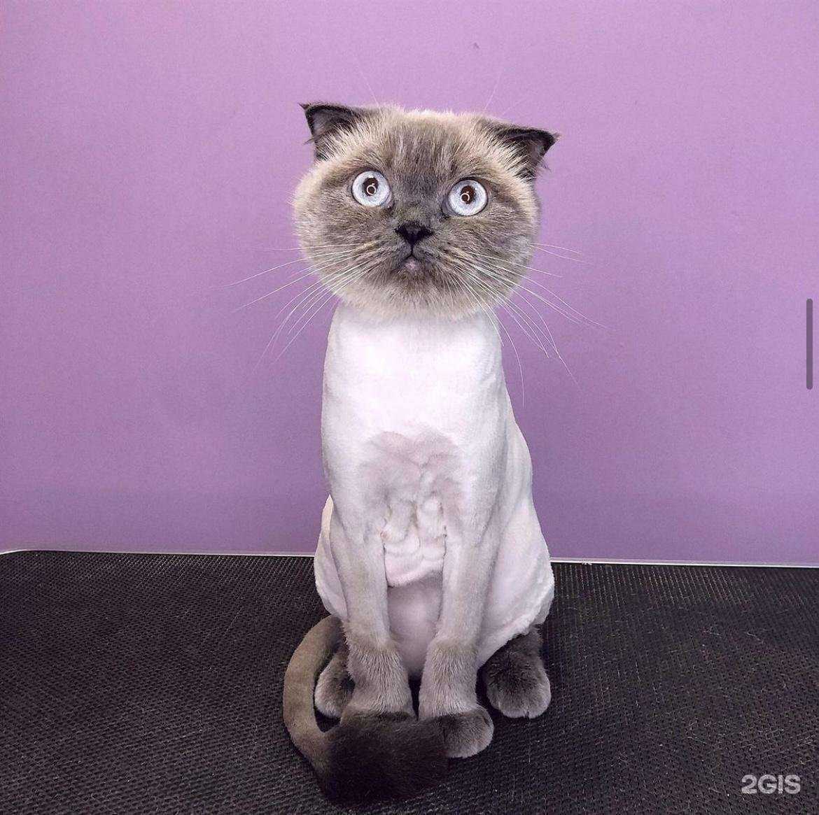 Отзывы на компанию Grooman в г. Краснодар c фото