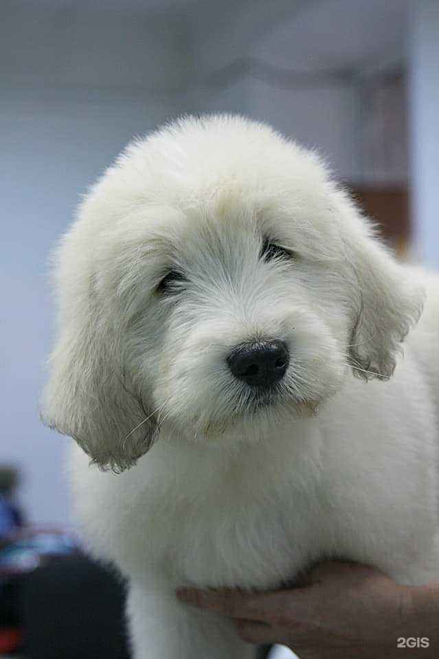 Отзывы на компанию Zooстиль в г. Воронеж c фото