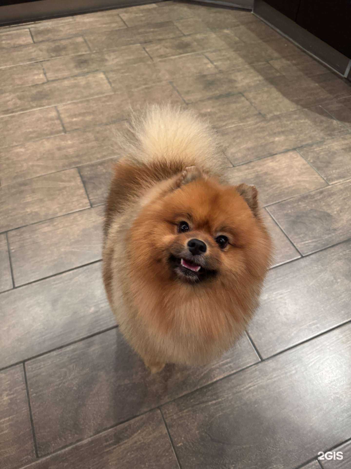 Отзывы на компанию ЗооСияние в г. Сургут c фото