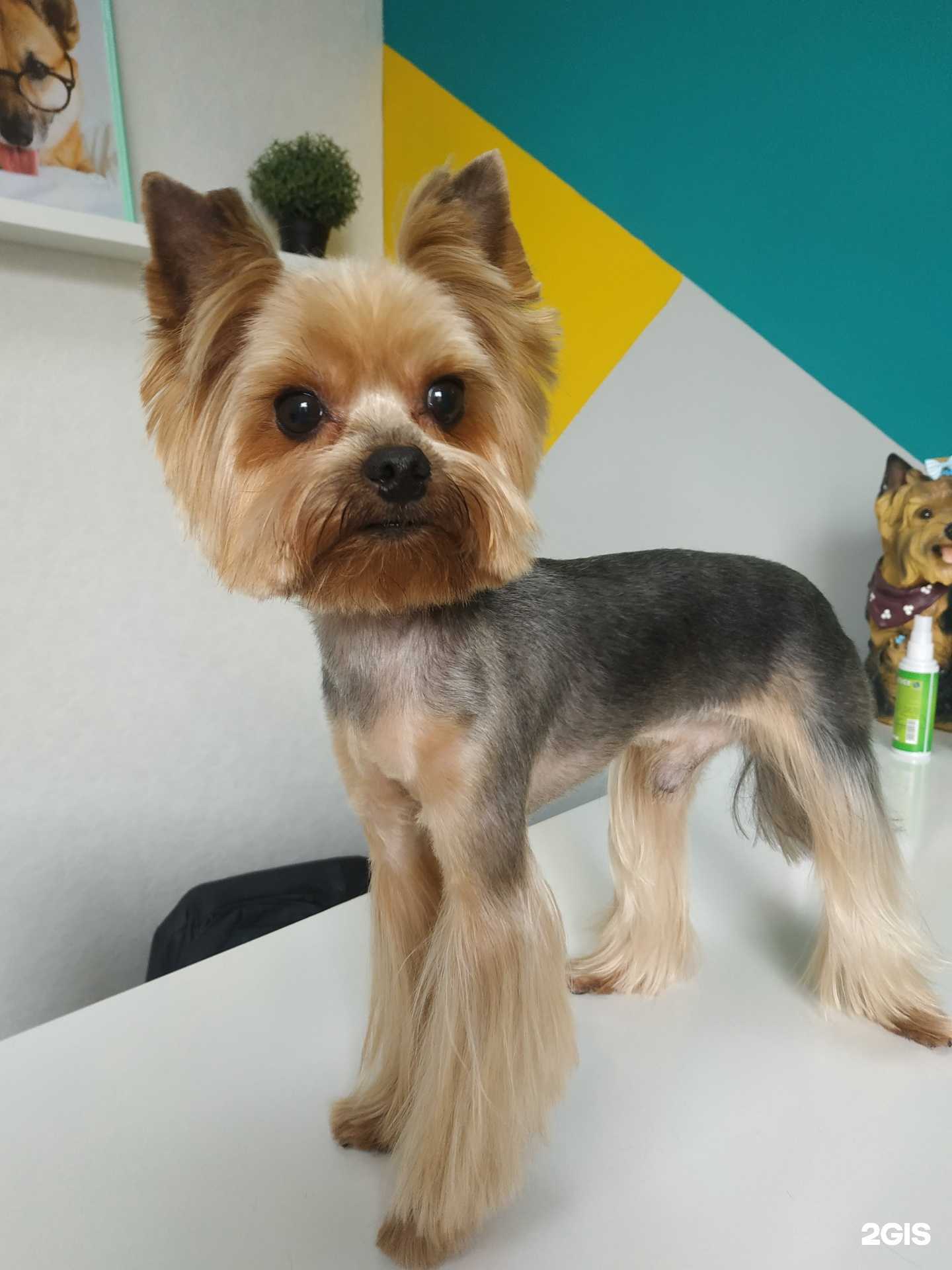 Отзывы на компанию Мята Грум в г. Владивосток c фото