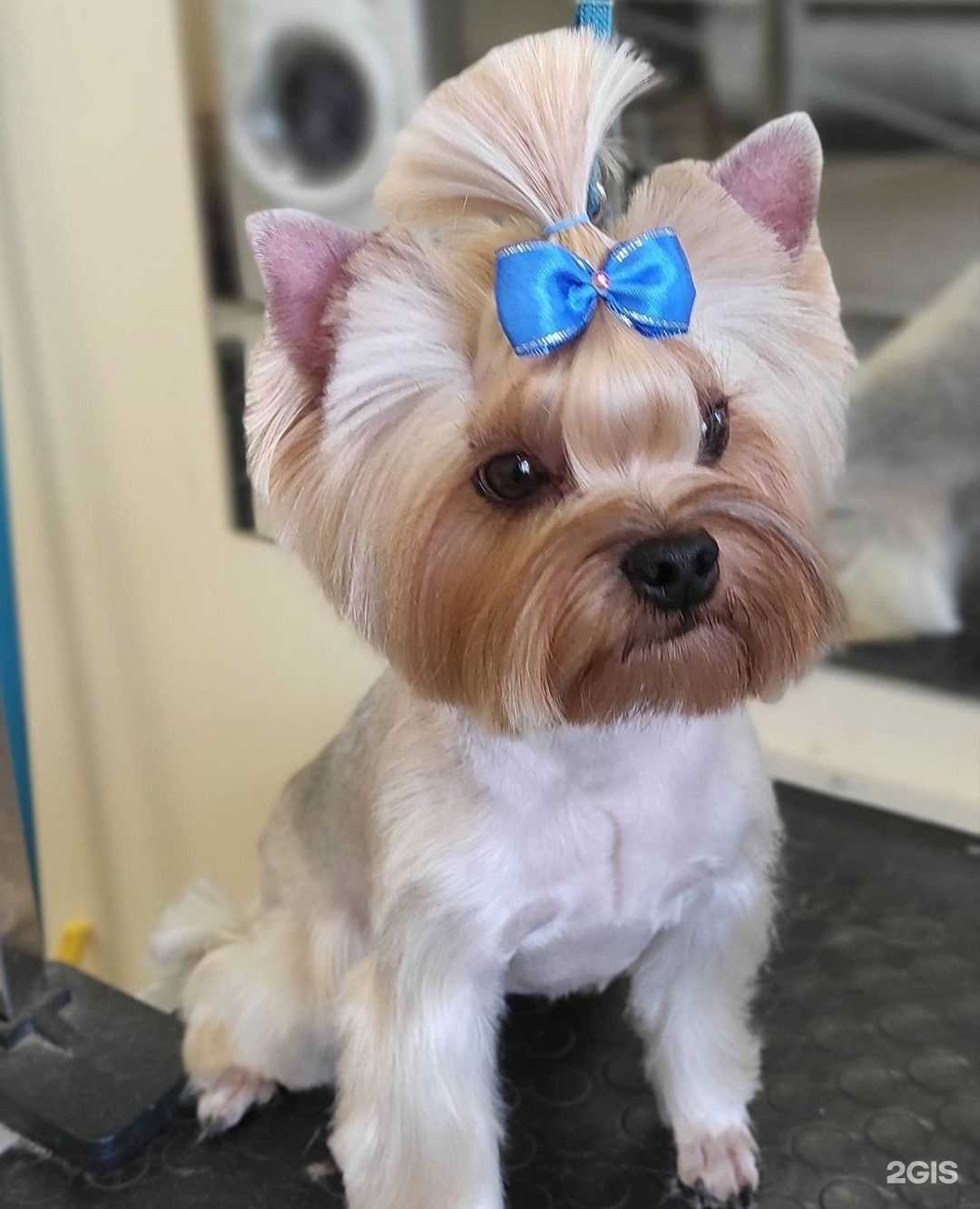 Отзывы на компанию Студия стрижки животных в г. Барнаул c фото