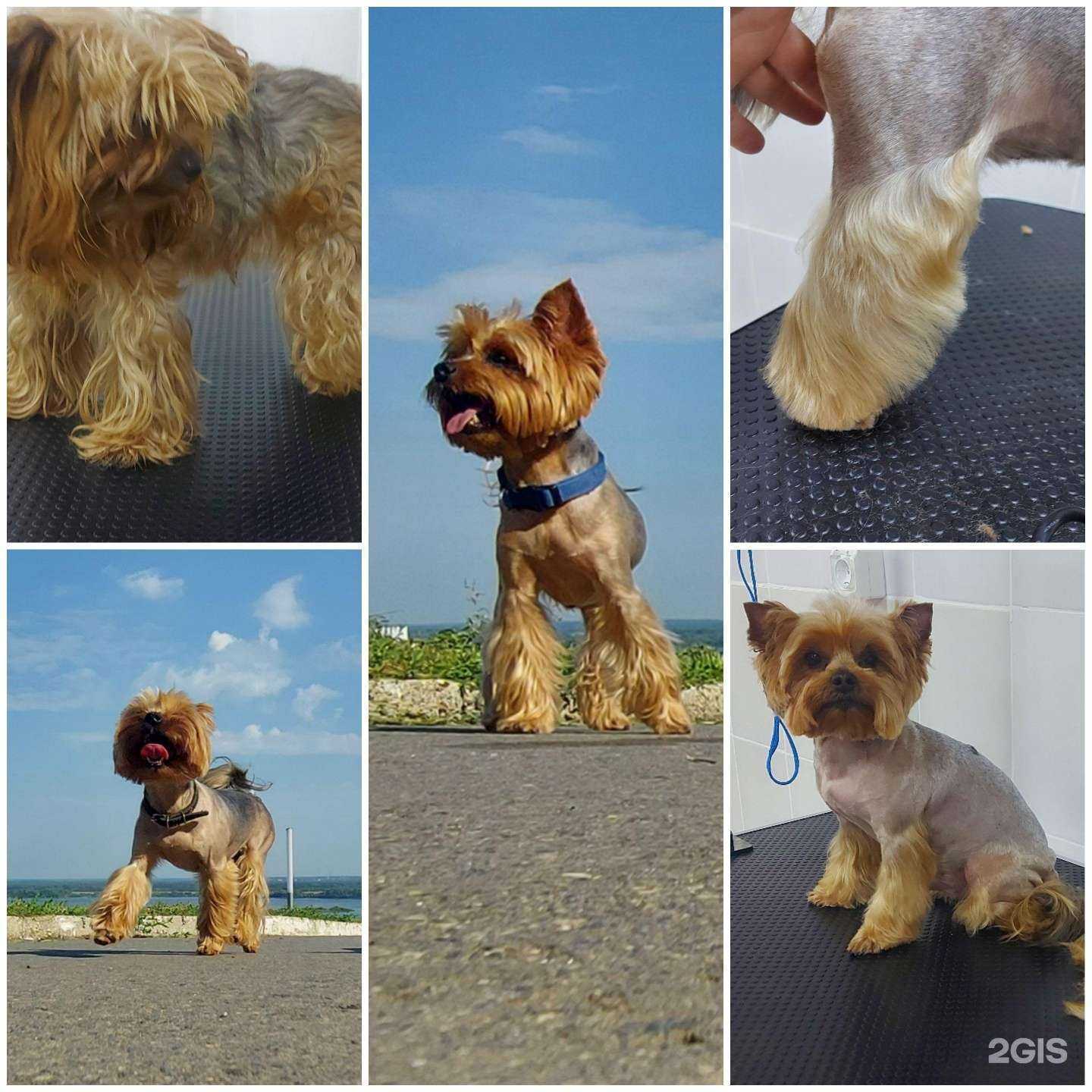 Отзывы на компанию Грумер НН в г. Нижний Новгород c фото