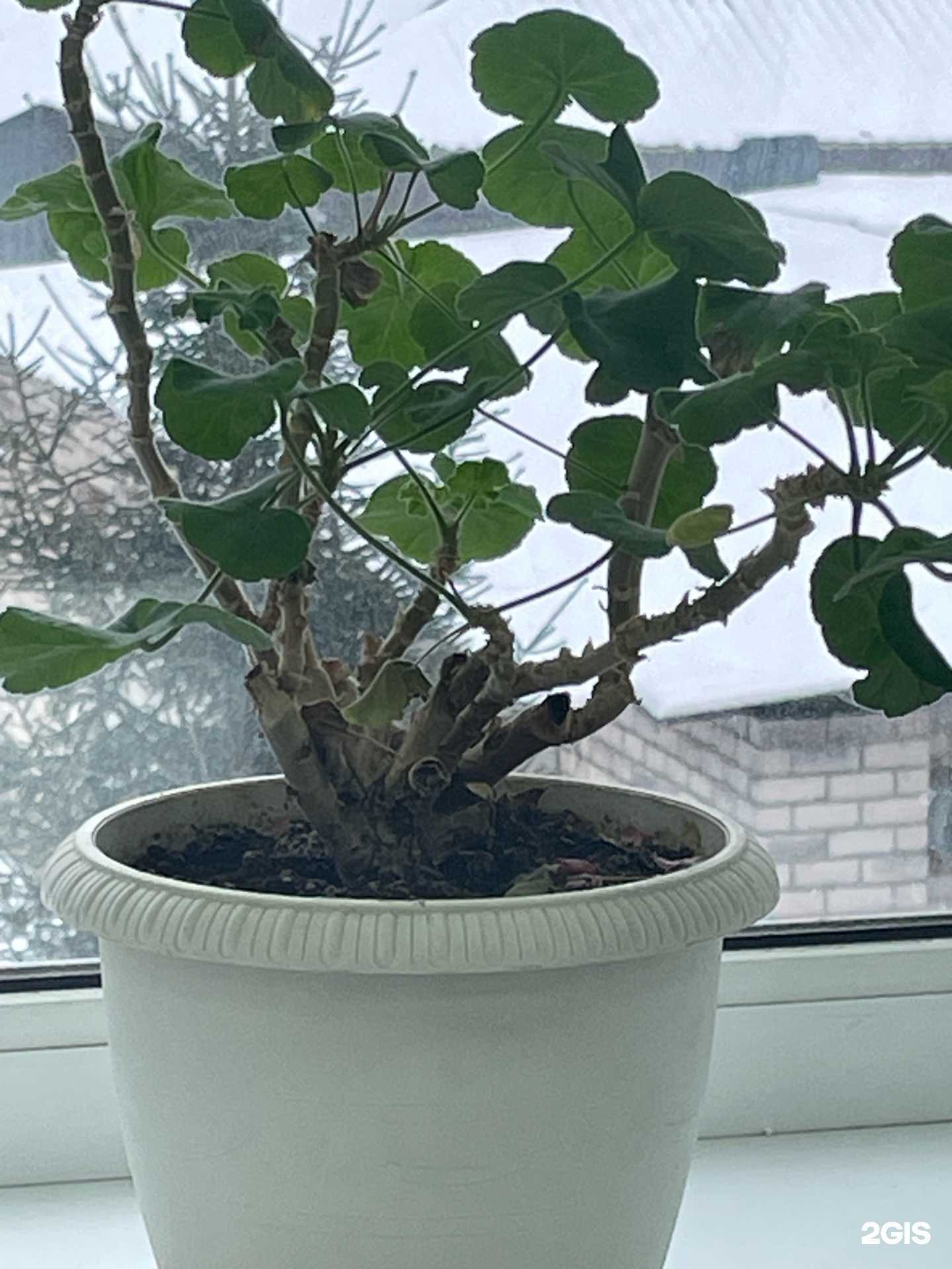 Отзывы на компанию Гимназия №33 в Костроме c фото