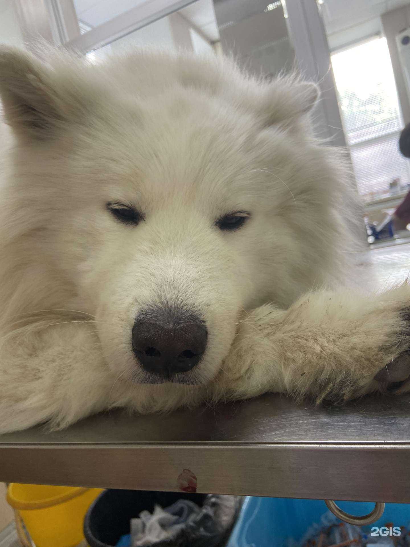 Отзывы на компанию Оренбургская городская ветеринарная клиника в Оренбурге c фото