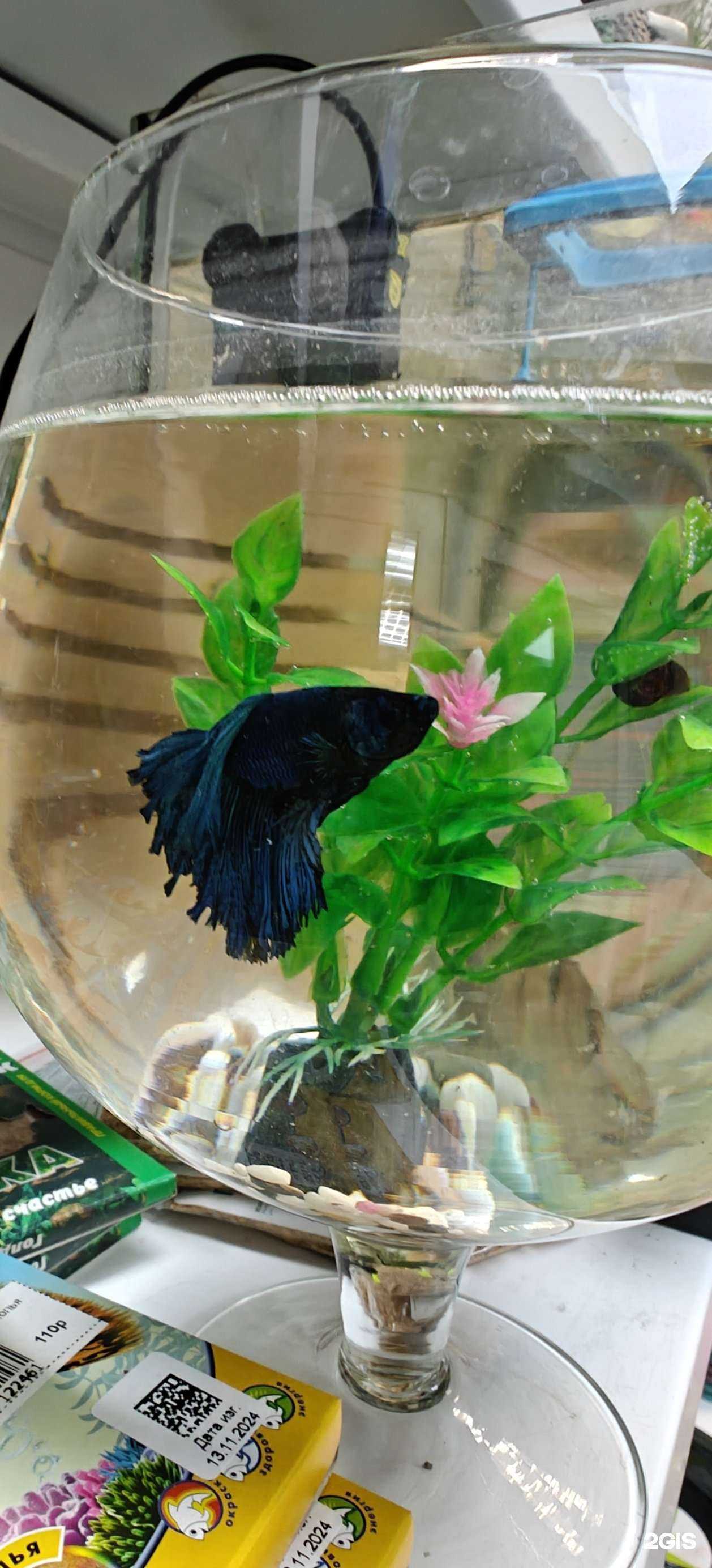 Отзывы на компанию Лапки & Карапузики в Красноярске c фото