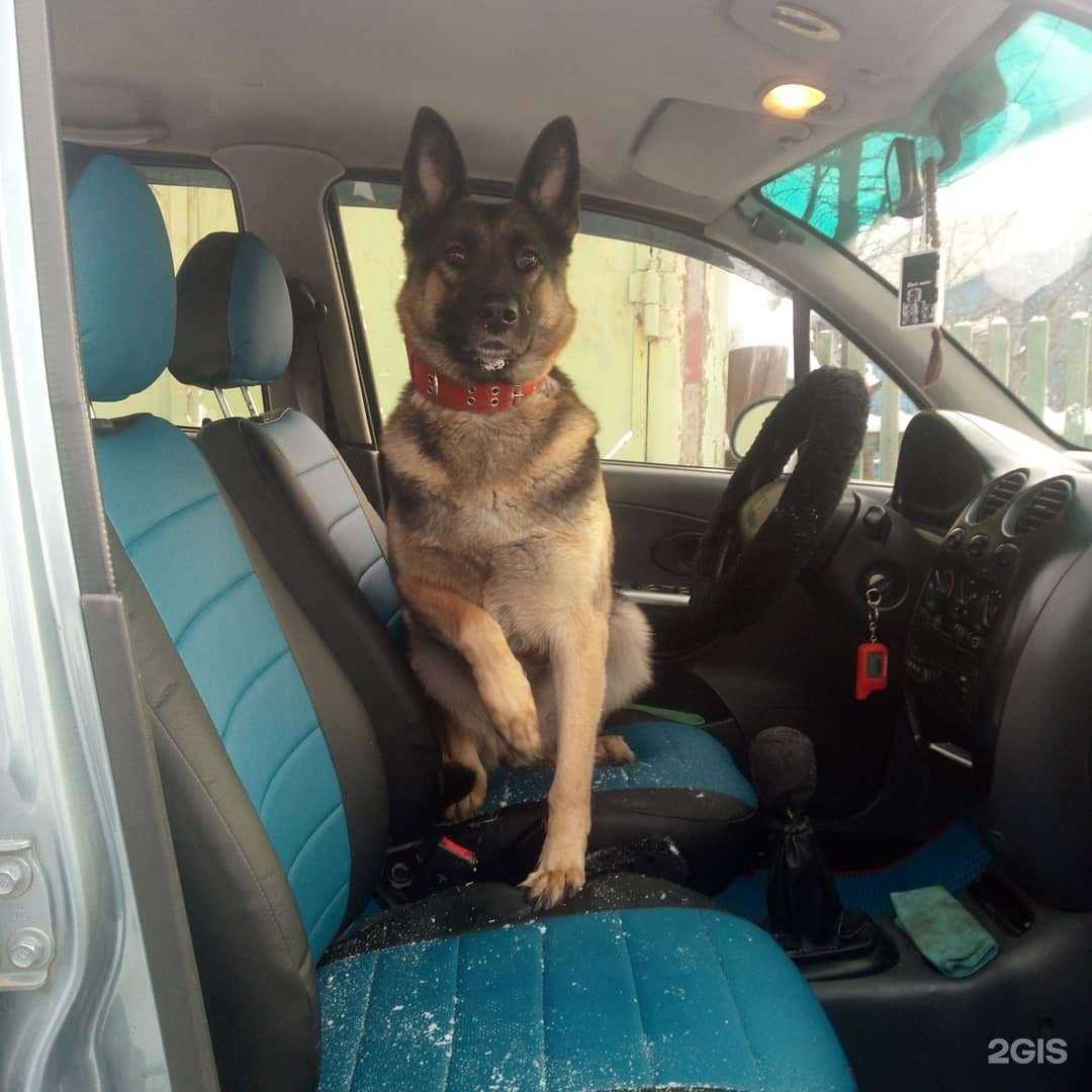 Отзывы на компанию Зооавто в г. Новосибирск c фото