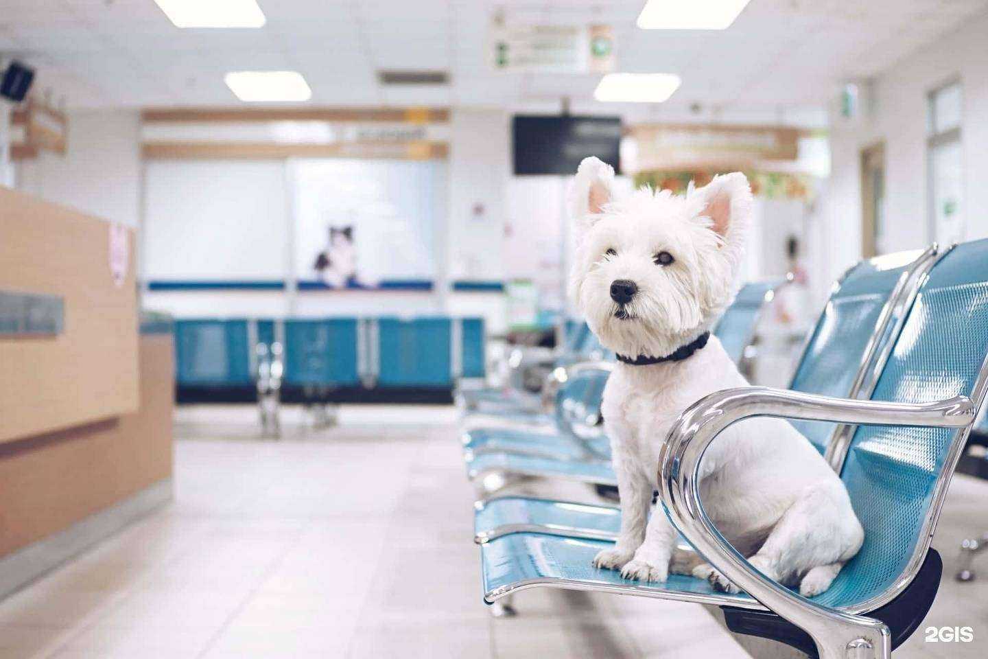 Отзывы на компанию ВетСемья в г. Отрадное c фото