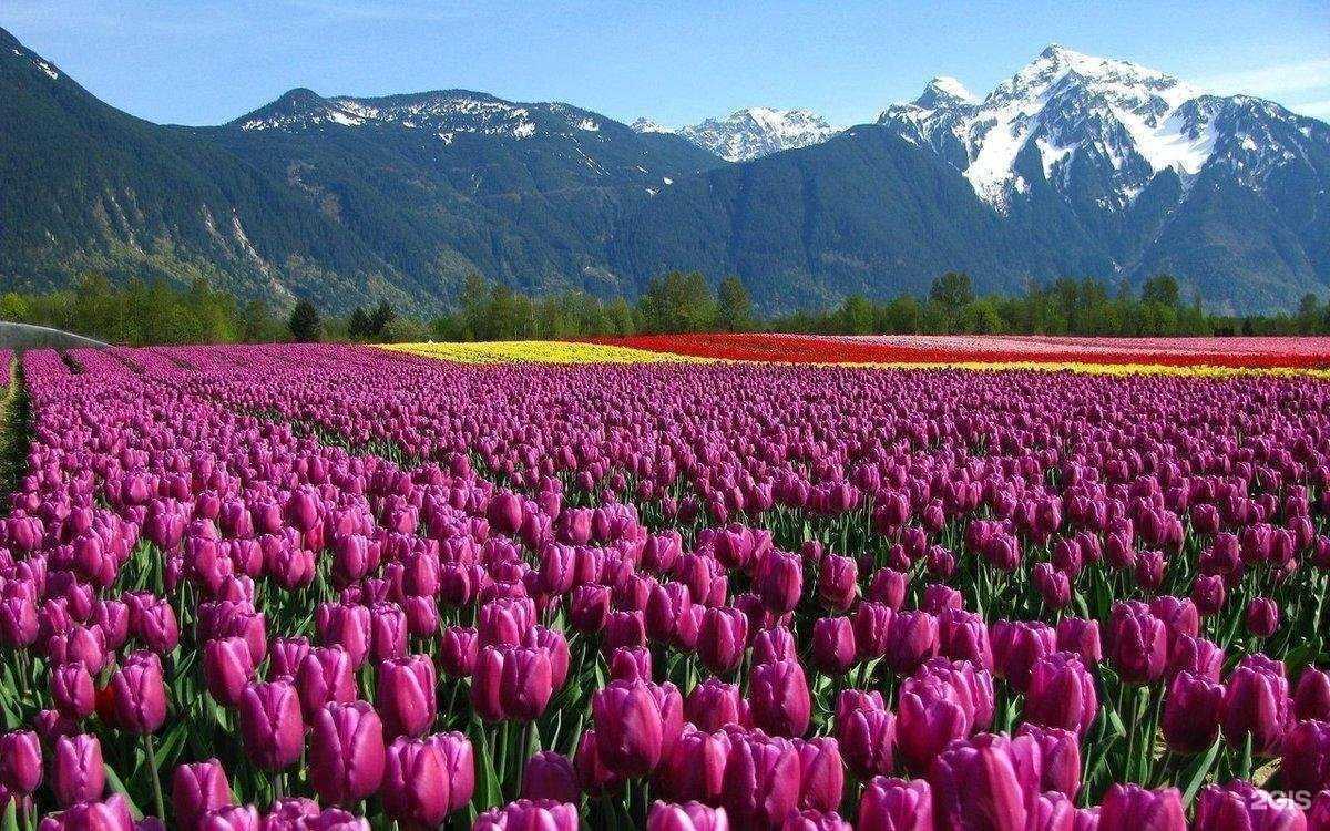 Отзывы на компанию Дом цветов в Подольске c фото