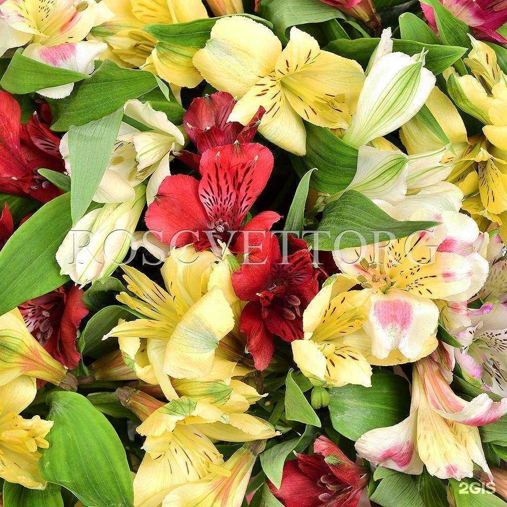 Отзывы на компанию Росцветторг в Балашихе c фото