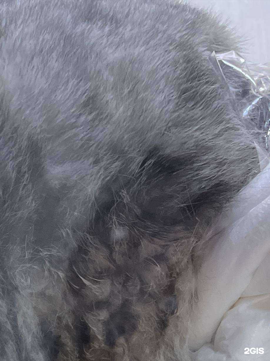 Отзывы на компанию Ветеринарная клиника в г. Ачинск c фото