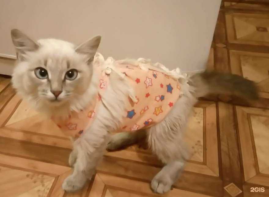 Отзывы на компанию Солнечный пёс в Воронеже c фото