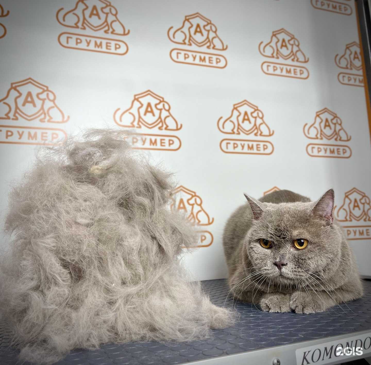 Отзывы на компанию А-грумер в г. Биробиджан c фото