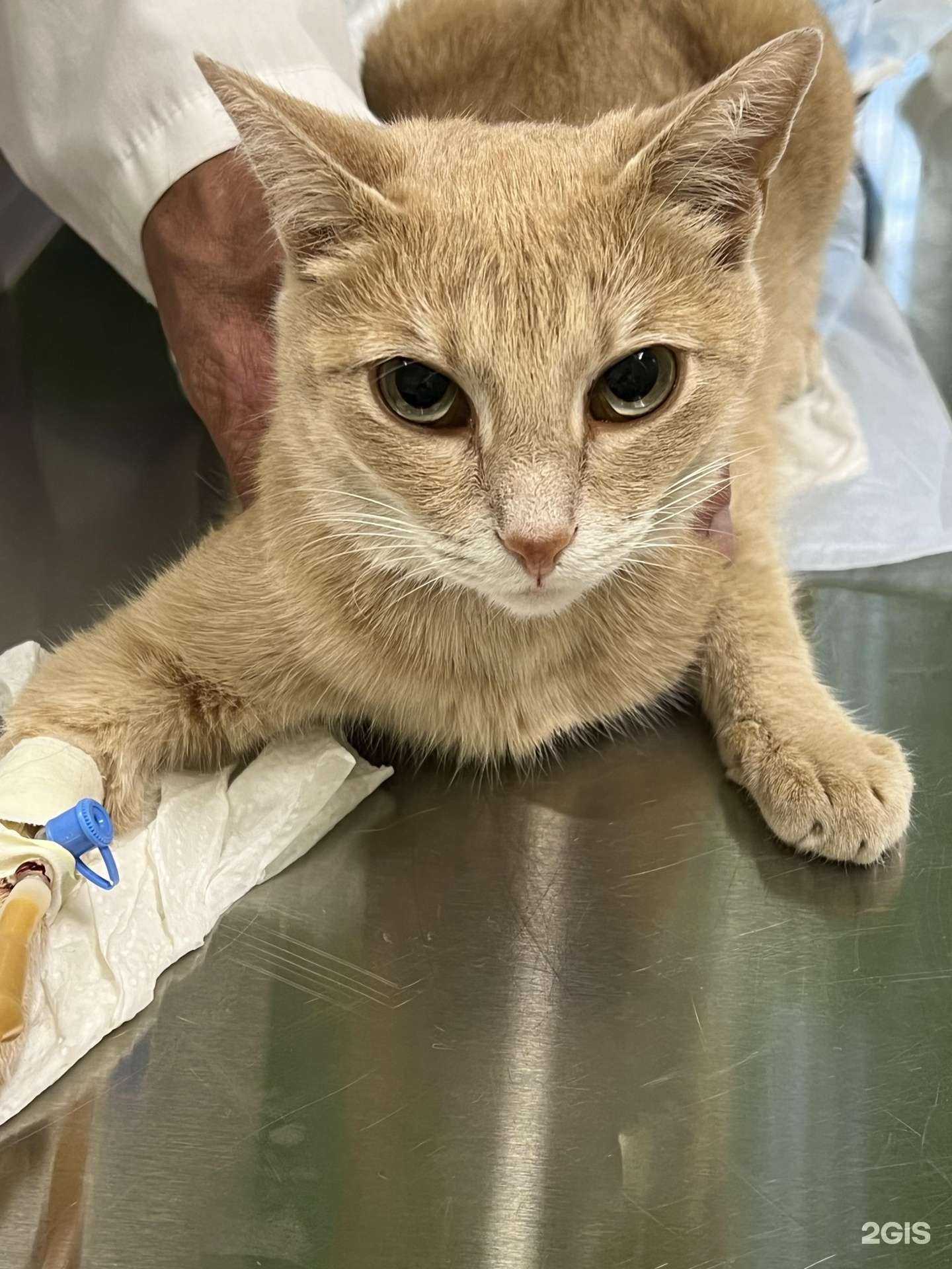 Отзывы на компанию 4 лапы в г. Зеленодольск c фото