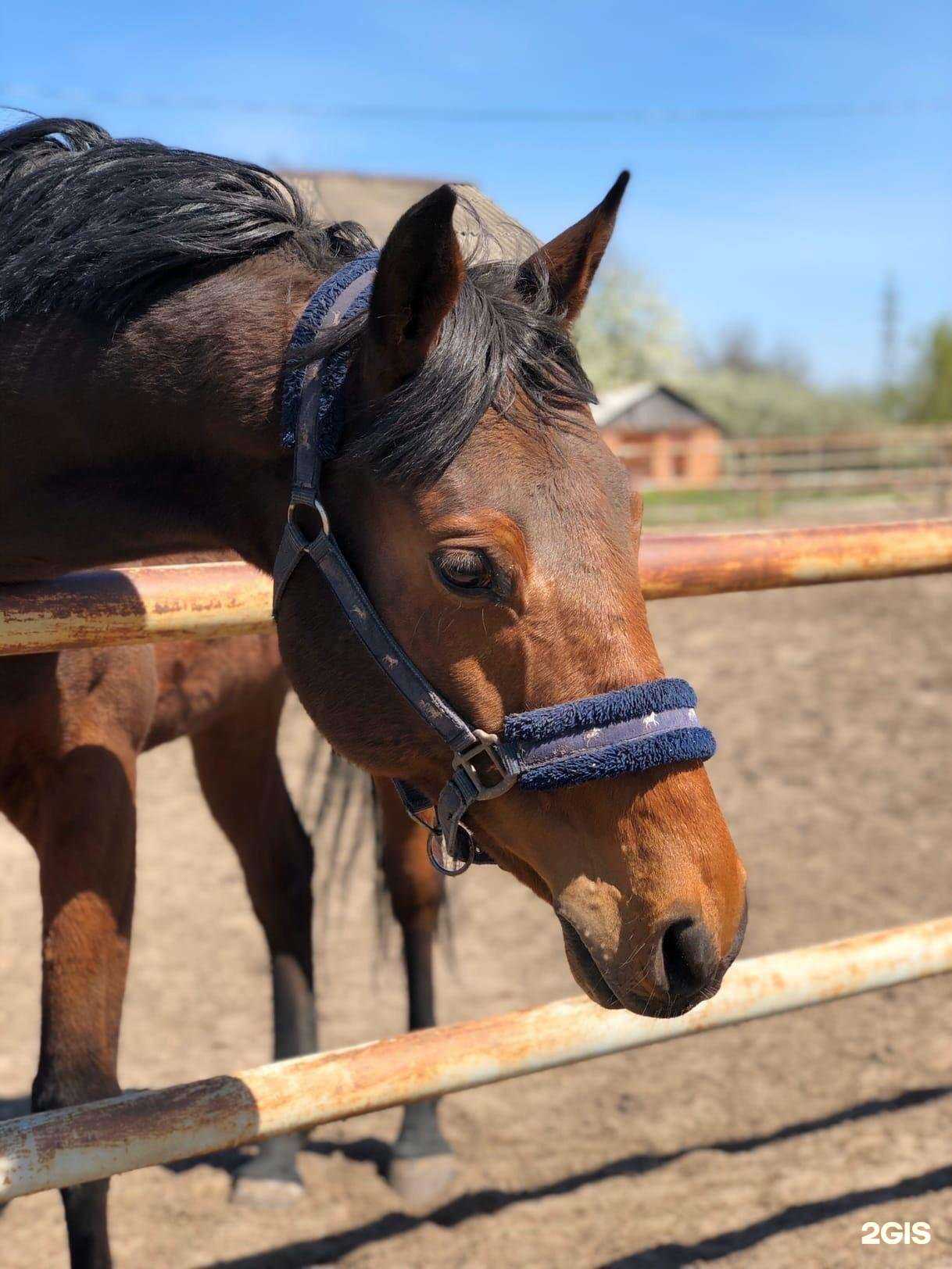 Отзывы на компанию Конно-спортивная школа в г. Борисоглебск c фото