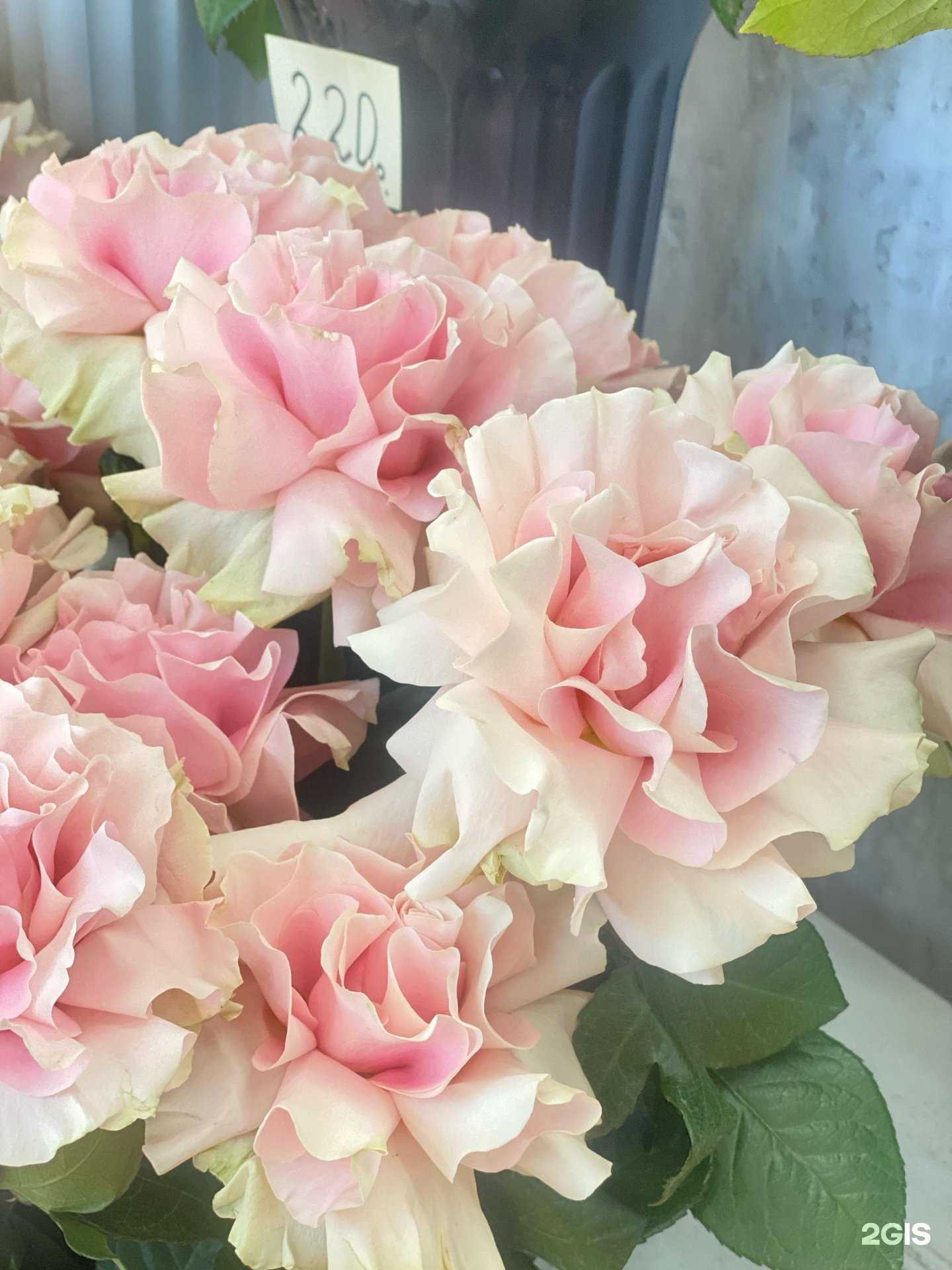 Отзывы на компанию Ripona в Сочи c фото