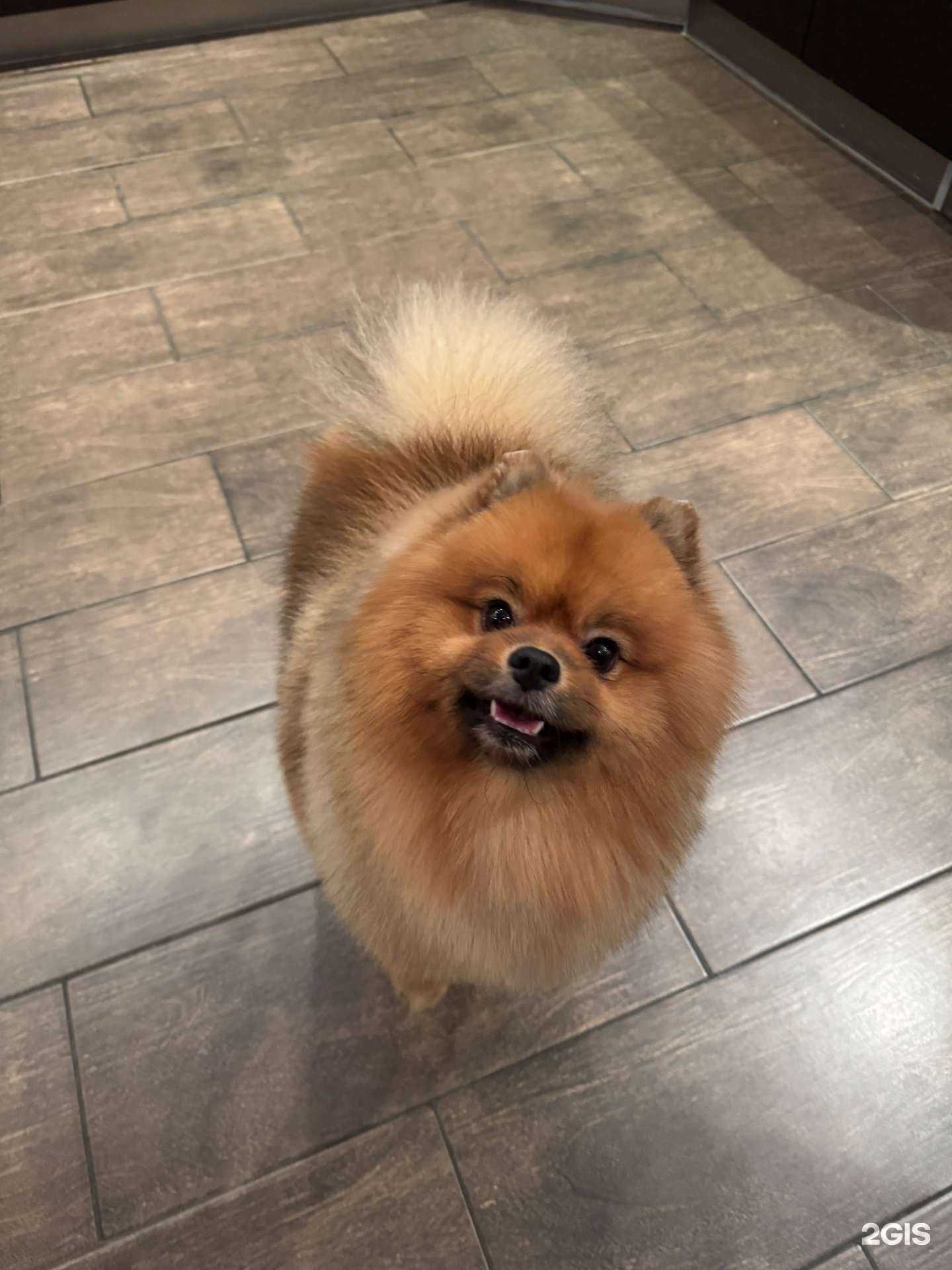 Отзывы на компанию ЗооСияние в Сургуте c фото