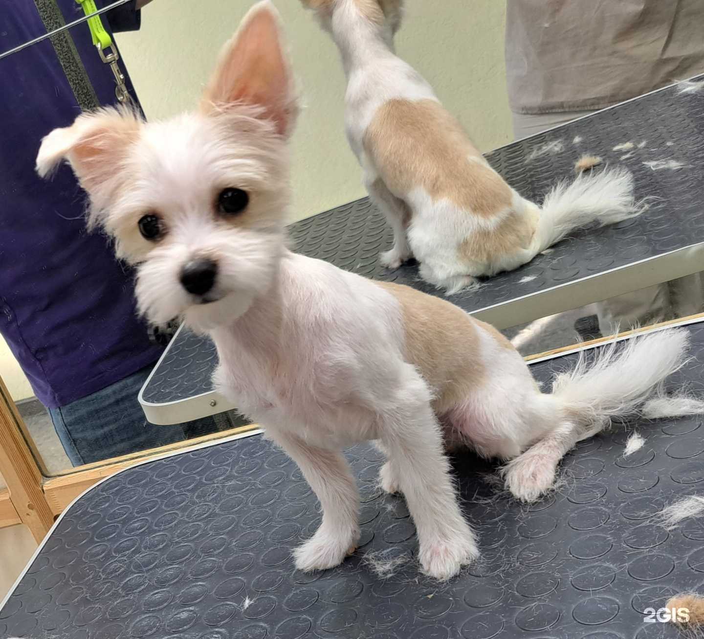 Отзывы на компанию Шарик в Костроме c фото