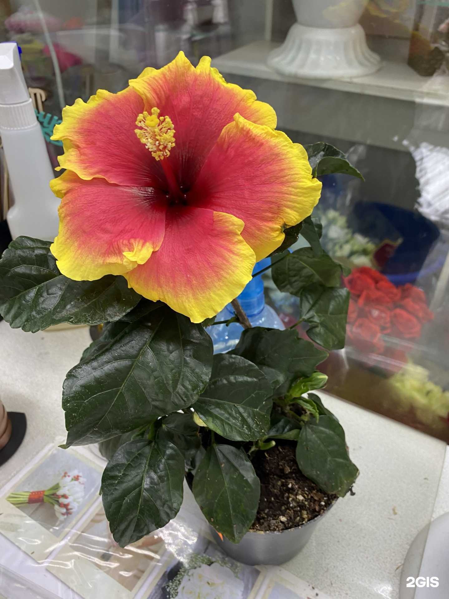 Отзывы на компанию La fleur в Южно-Сахалинске c фото