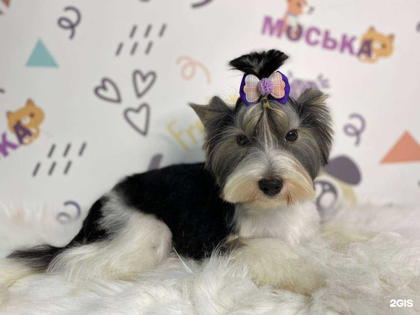 Отзывы на компанию Моська в г. Хабаровск c фото