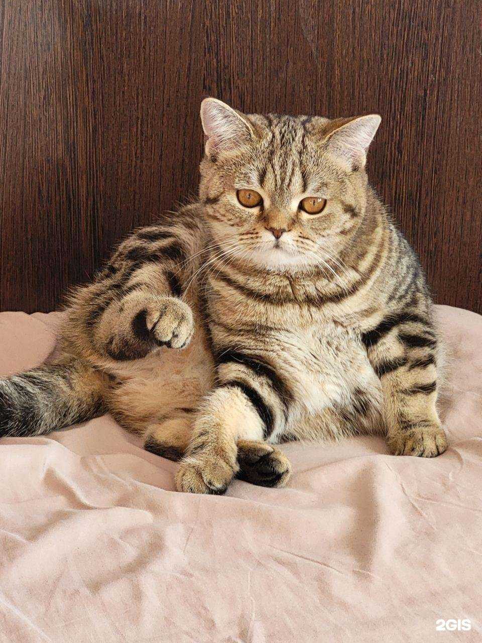 Отзывы на компанию АльфаВет в Барнауле c фото