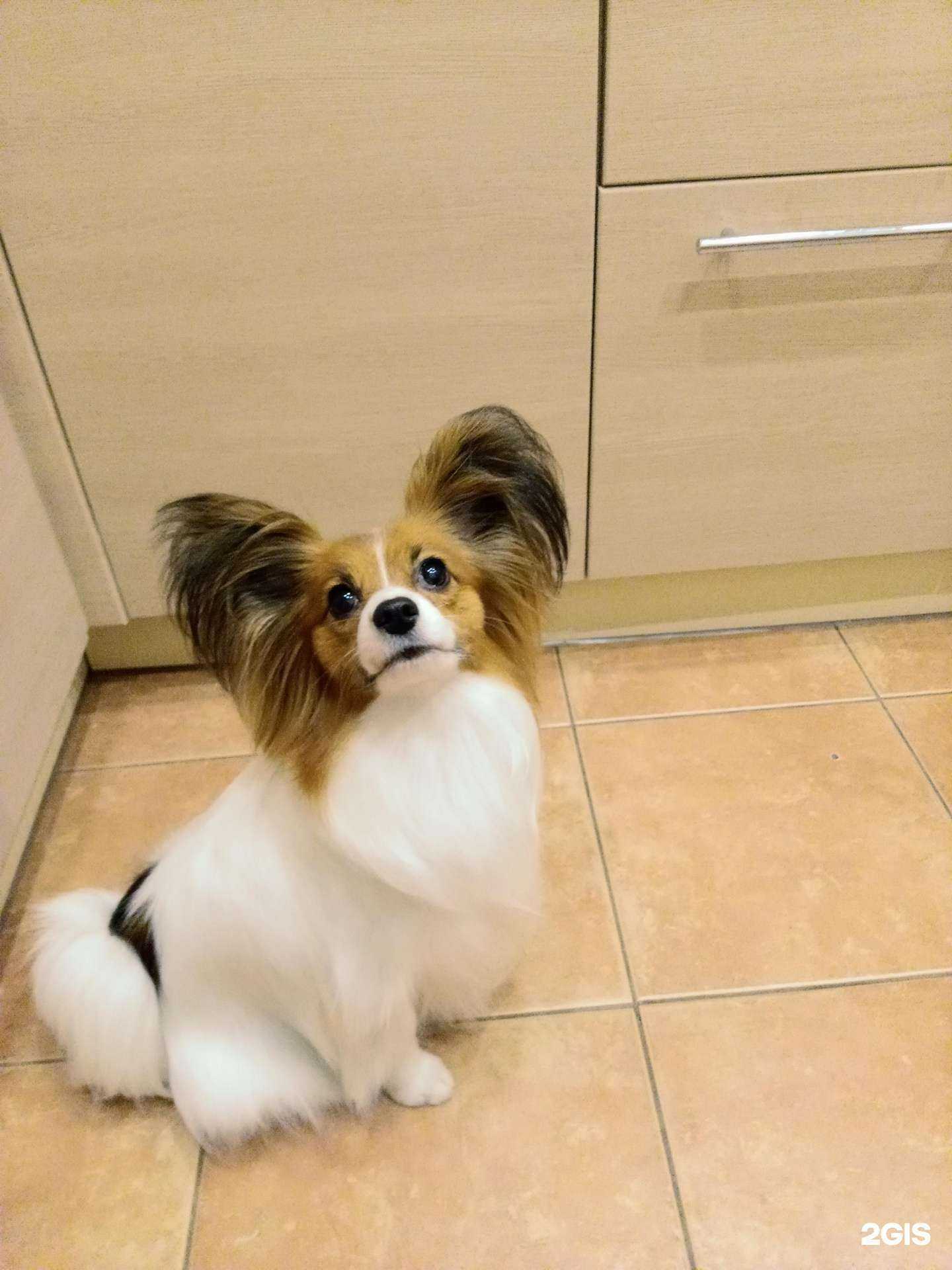 Отзывы на компанию Цаца в г. Новосибирск c фото