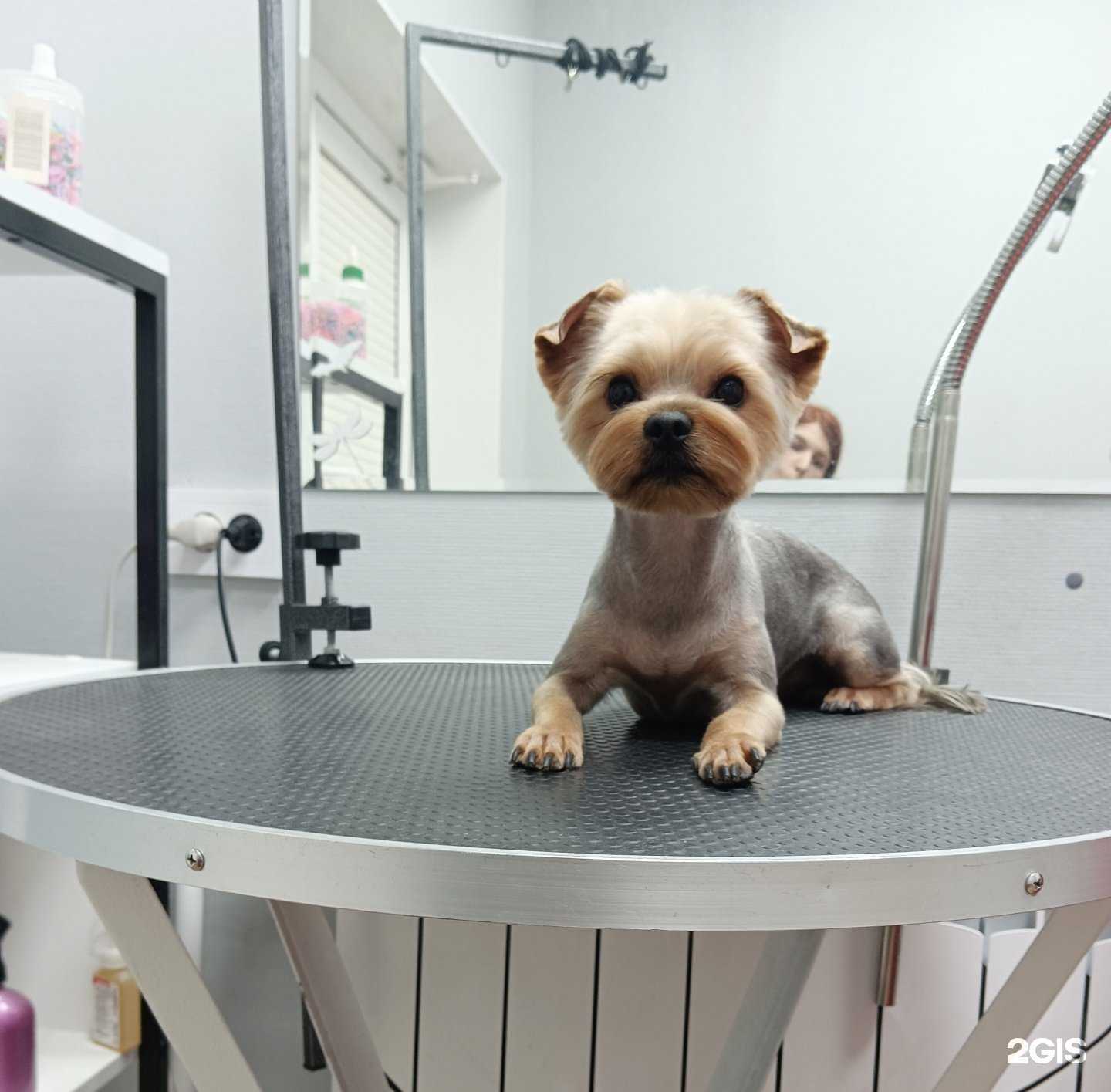 Отзывы на компанию Элис в г. Старый Оскол c фото