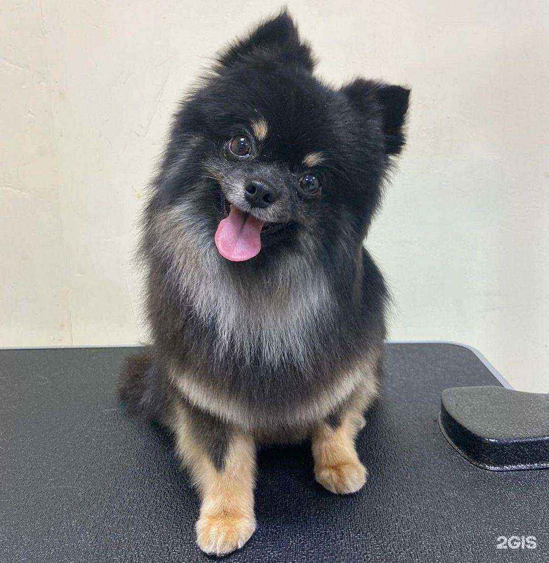 Отзывы на компанию Grooming40 в Калуге c фото