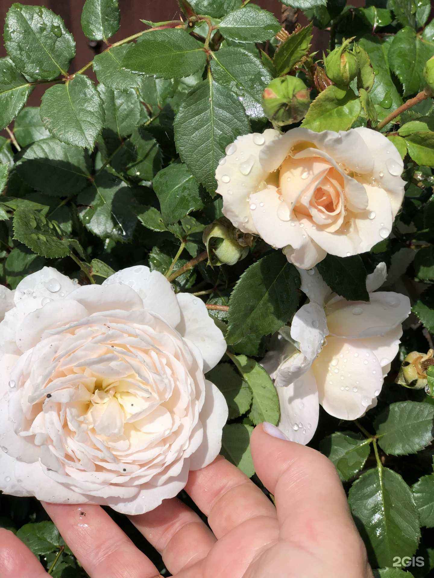 Отзывы на компанию Реликт ДВ в г. Барнаул c фото