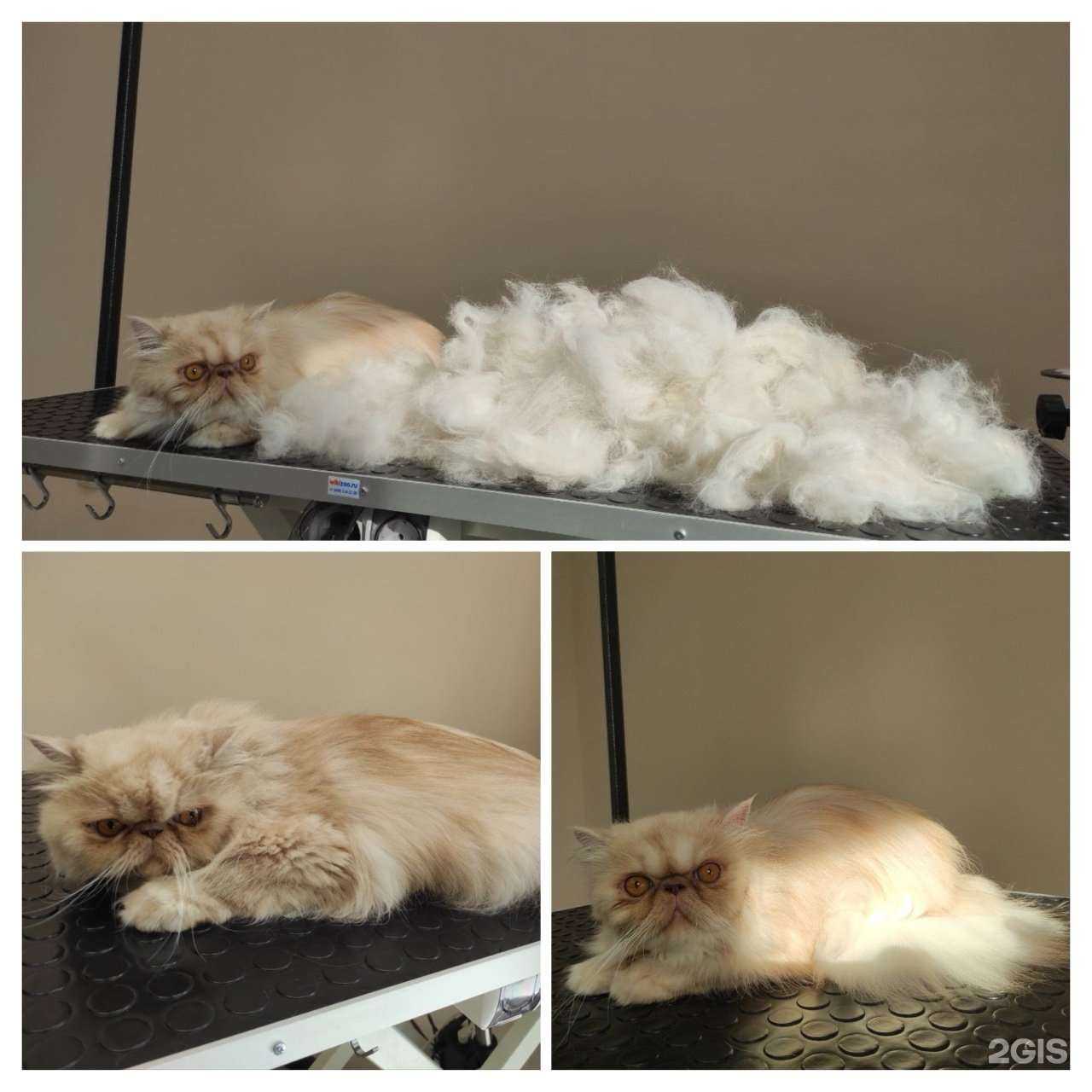 Отзывы на компанию Грумер у дома в Тюмени c фото