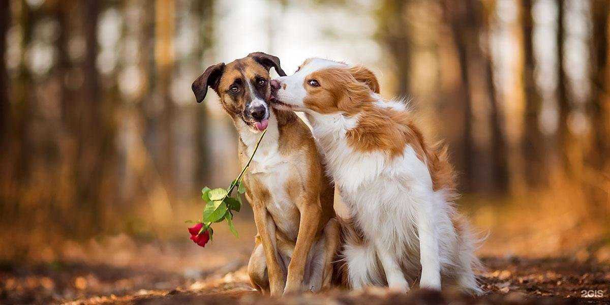 Отзывы на компанию БКВет в Калининграде c фото