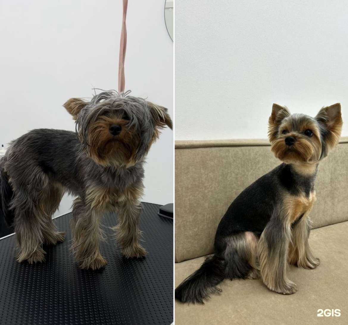 Отзывы на компанию Тутгруминг в Кирове c фото