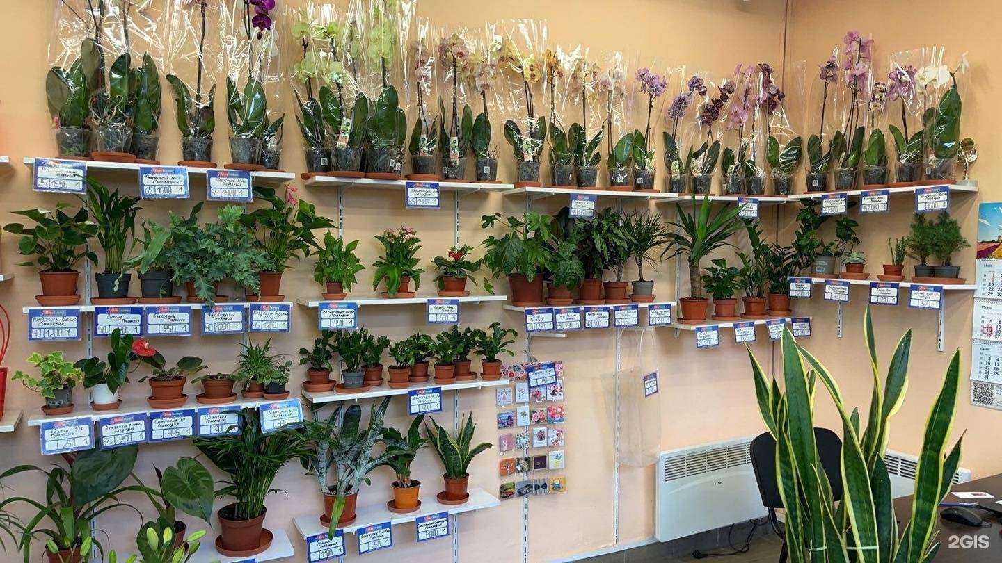 Отзывы на компанию Цветы Голландии в г. Калининград c фото