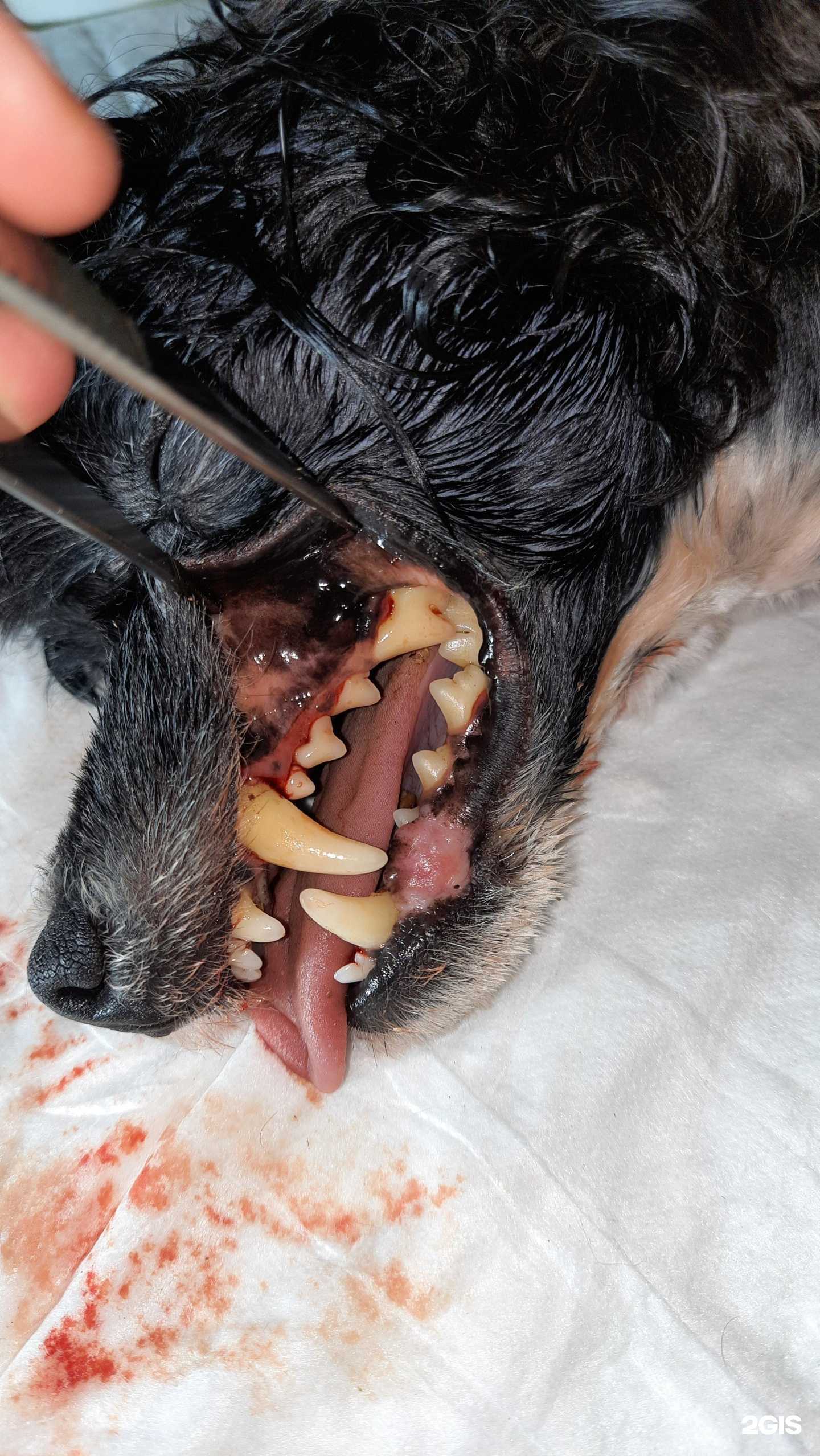 Отзывы на компанию Чип и Дейл в Кисловодске c фото