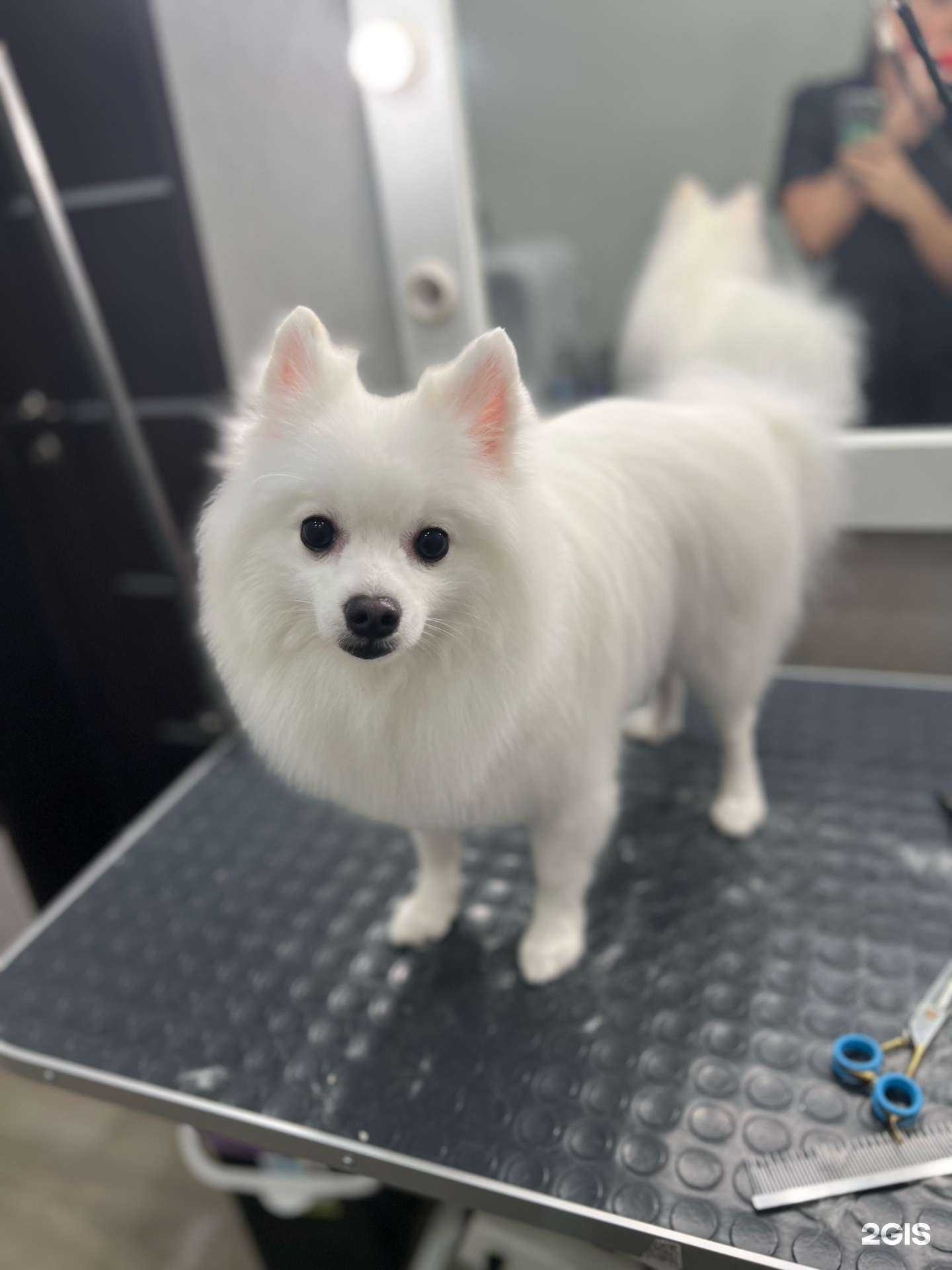 Отзывы на компанию Салон груминга в Волгограде c фото