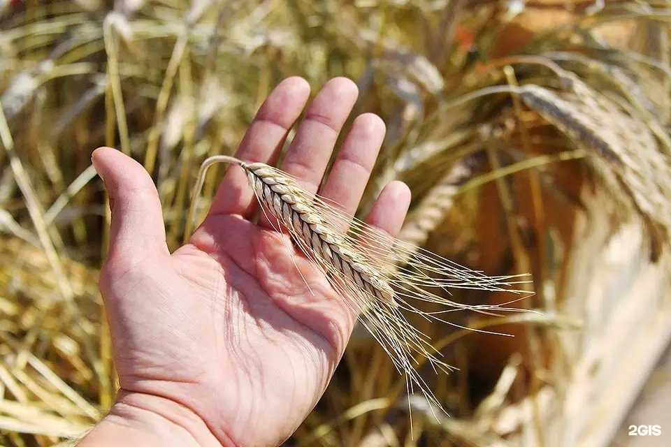 Отзывы на компанию Ветом в г. Новосибирск c фото