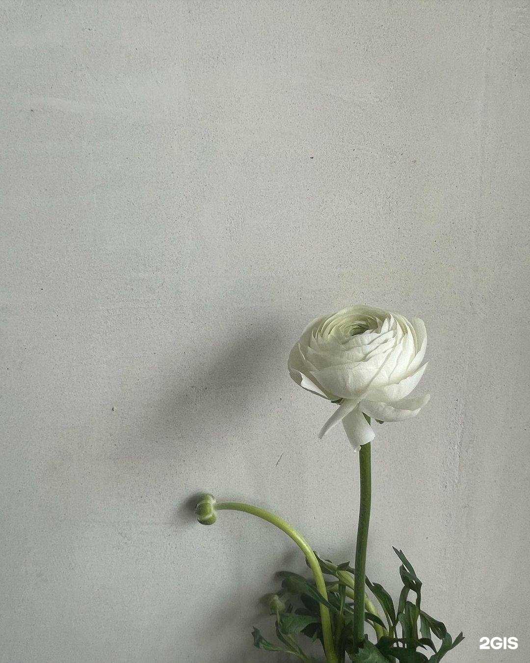 Отзывы на компанию Lady fleur в г. Махачкала c фото