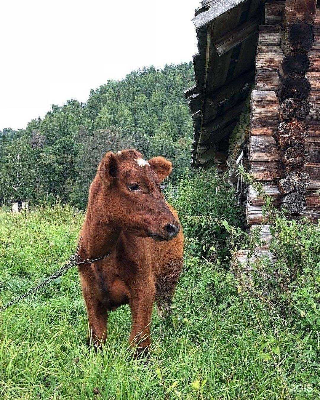 Отзывы на компанию Halal в Ханты-Мансийске c фото