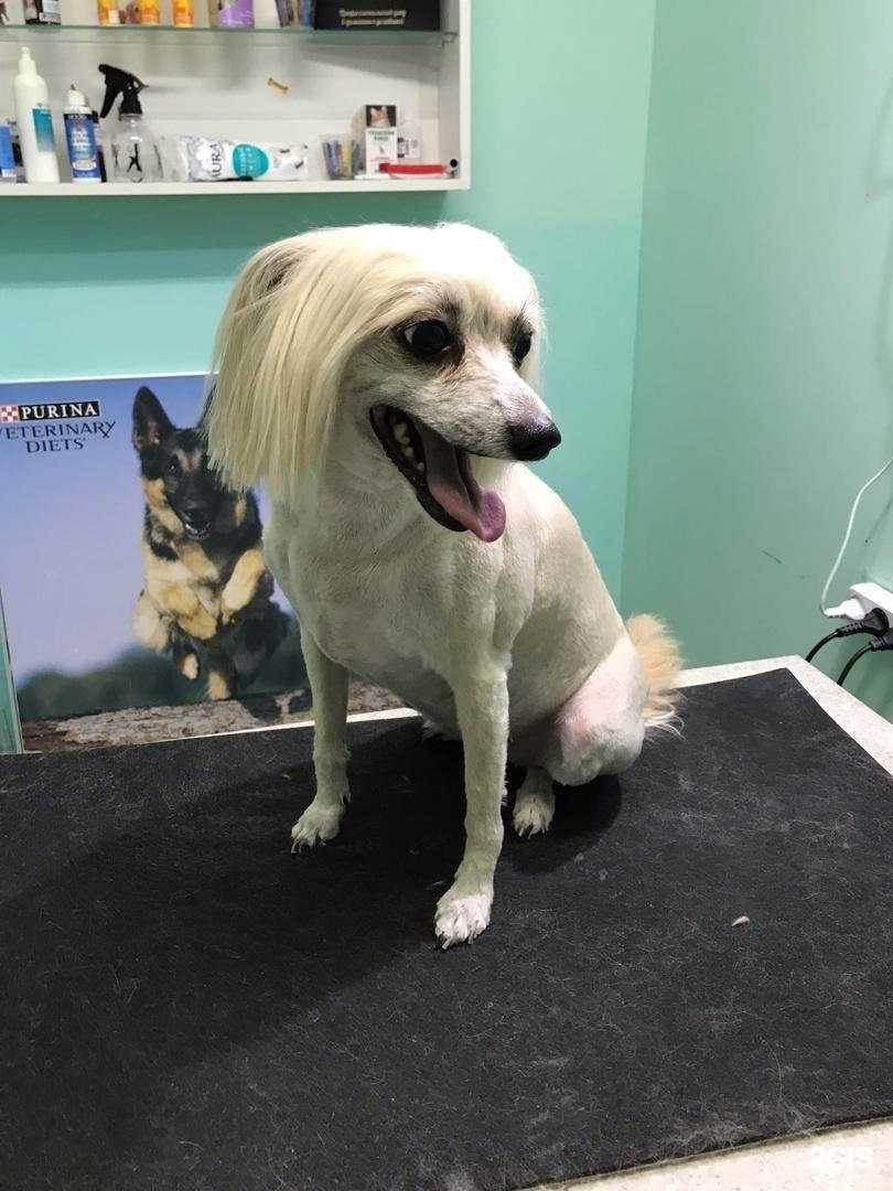 Отзывы на компанию Серый кот в г. Ярославль c фото