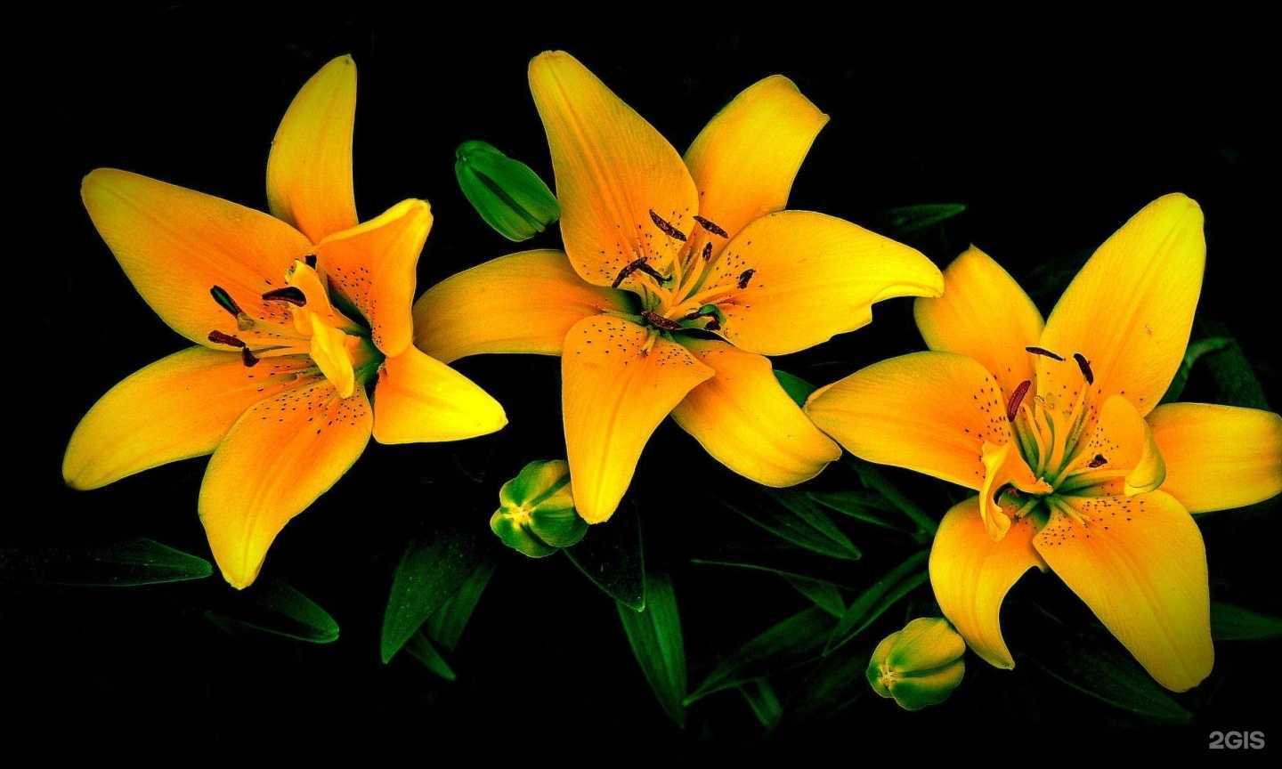 Отзывы на компанию Фитоклон укоренитель в Коммунарке c фото