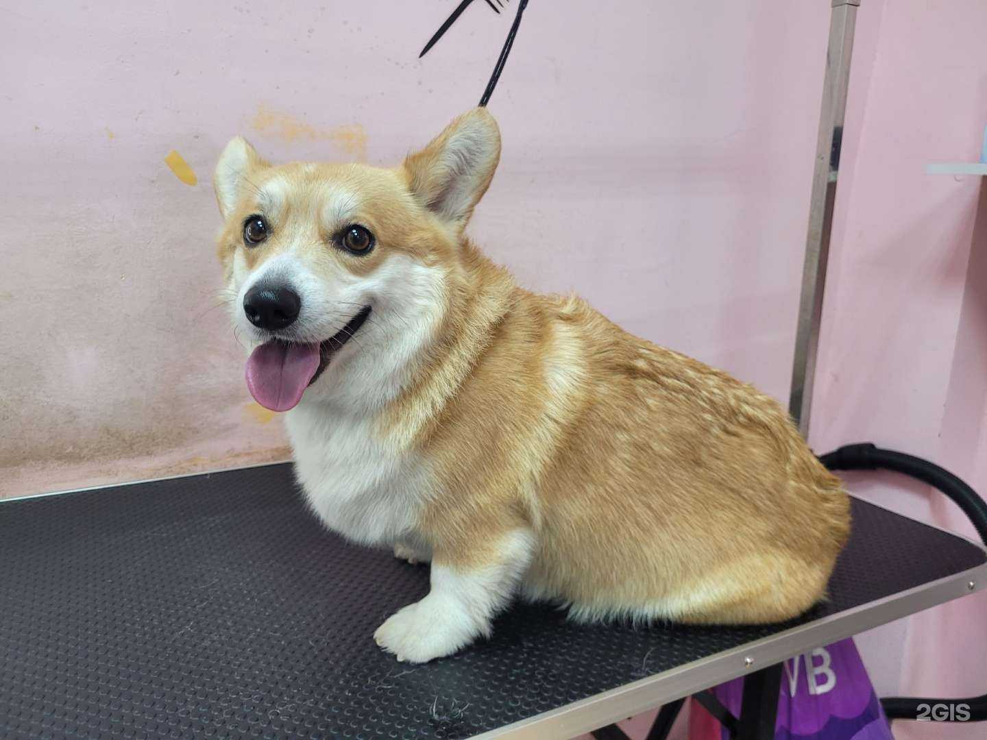 Отзывы на компанию Чистые Лапки  в Оренбурге c фото