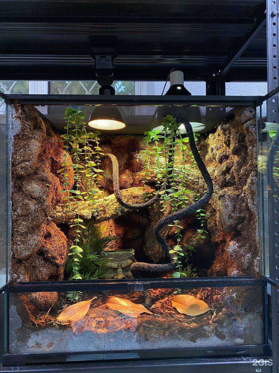 Отзывы на компанию ZooDragon в Краснодаре c фото