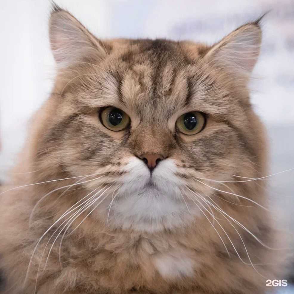 Отзывы на компанию Shaggy Groom в Уфе c фото