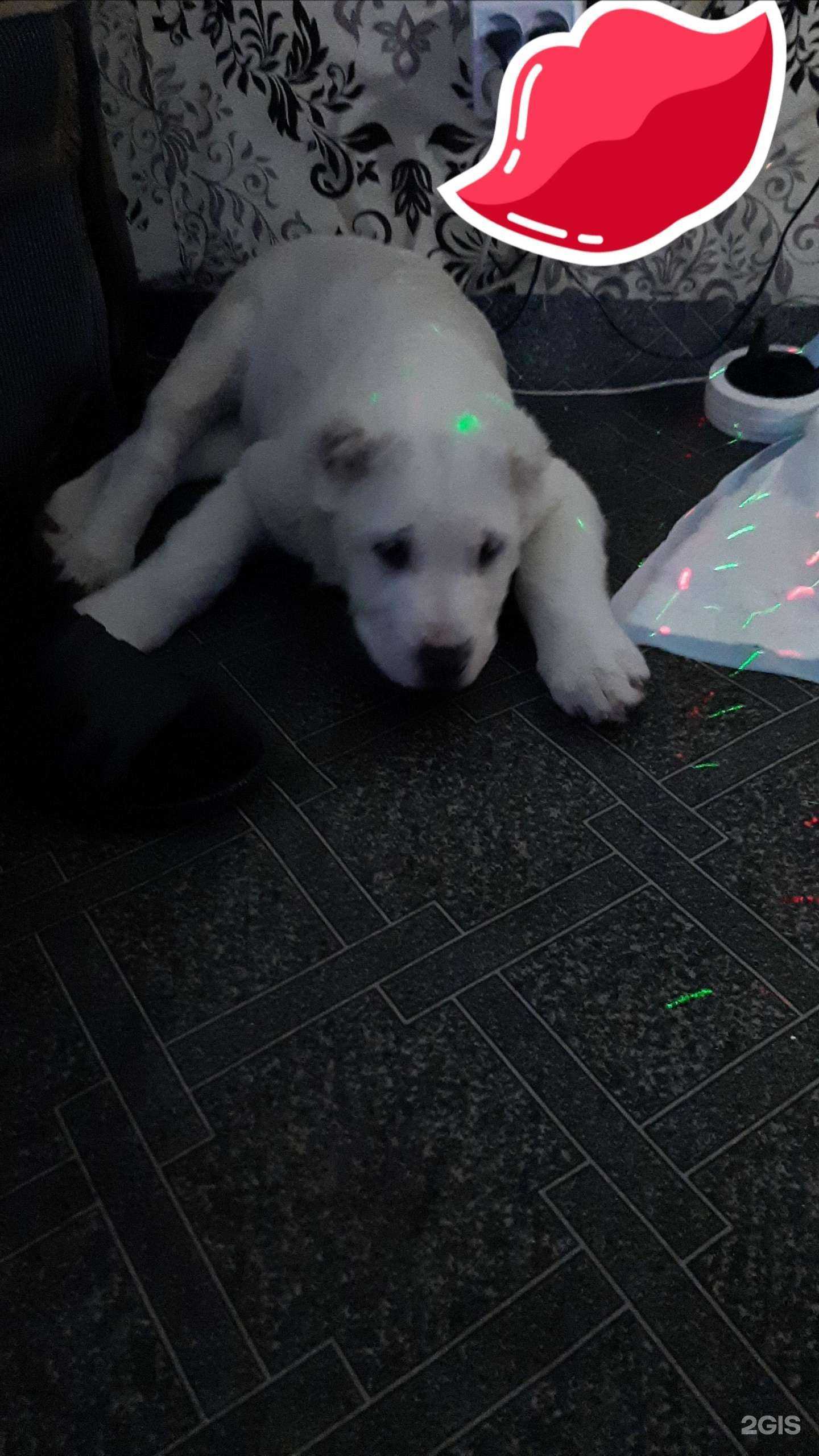 Отзывы на компанию Айболит в г. Ачинск c фото