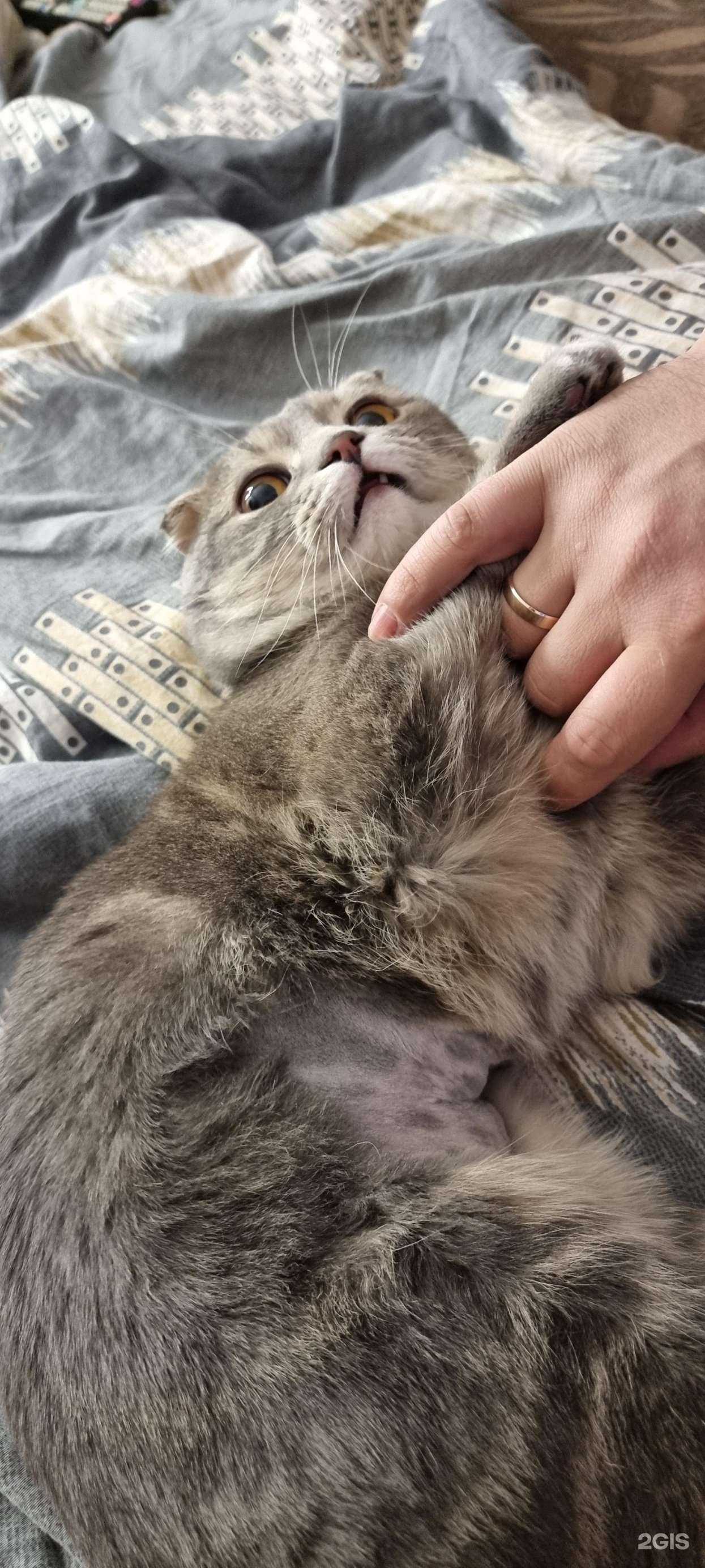 Отзывы на компанию Помурлыкаем! в г. Тюмень c фото