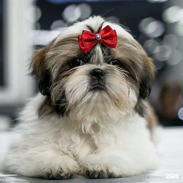 Отзывы на компанию Ваш грумер в г. Челябинск c фото