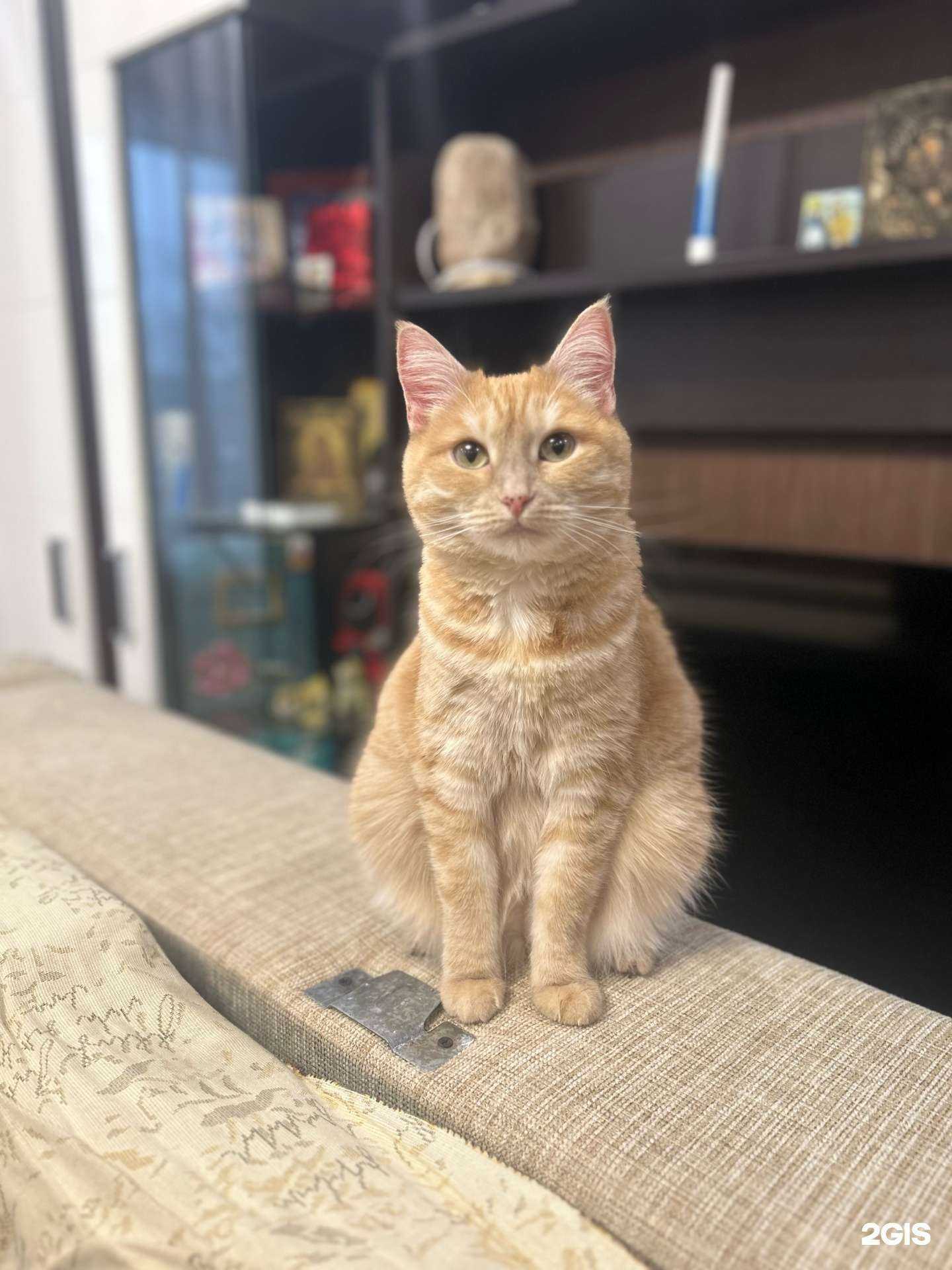 Отзывы на компанию Кошкин дом в г. Челябинск c фото