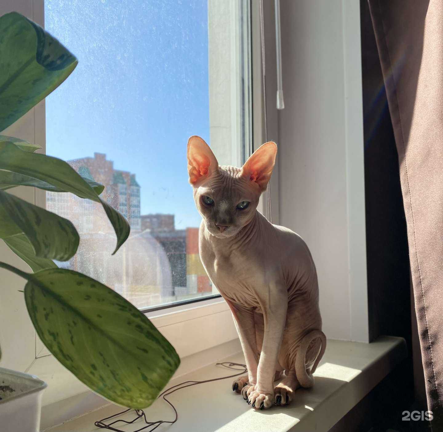 Отзывы на компанию Докторъ вет в г. Красноярск c фото